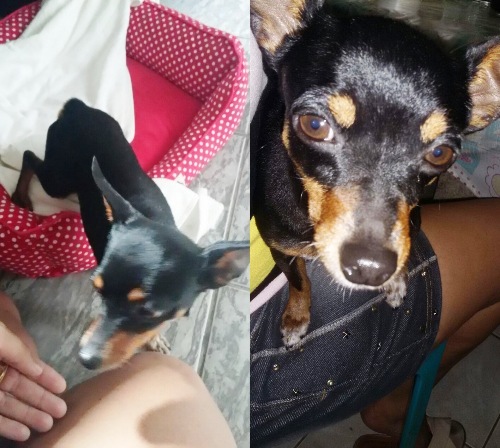 Leitora encontra pinscher no Centro e quer devolver ao dono
