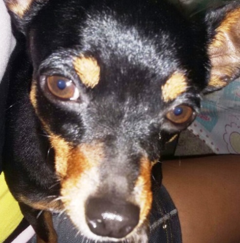 Final feliz para pinscher encontrado no Centro