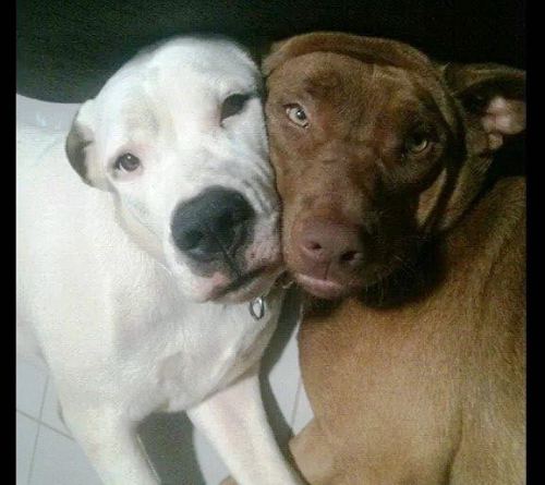 Urgente: Quem viu a Clara e a Cacau?