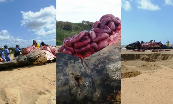 Cena triste: Baleia Jubarte é enterrada na Praia de Urussuquara