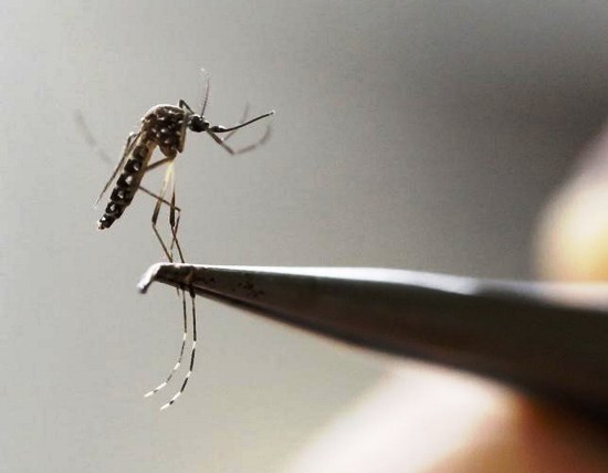 Febre do Mayaro: novo vírus espalhado pelo Aedes Aegypti