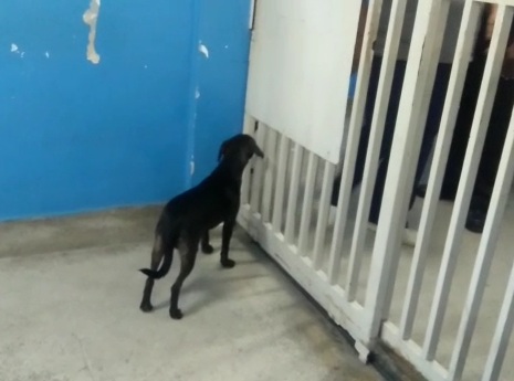 Vídeo: Cachorrinho se desespera por dona no HGL