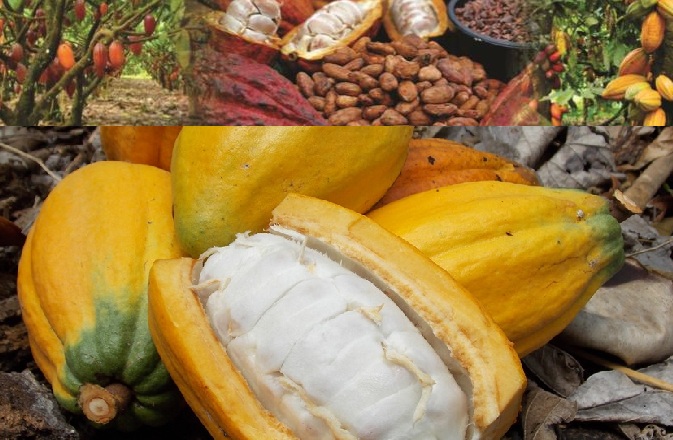 II Simpósio da Cacauicultura nos 217 anos de Linhares. Confira programação