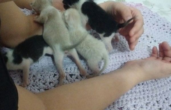 Maldade: Ninhada de gatos é abandonada dentro de sacola no Três Barras