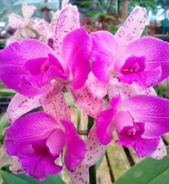Que maravilha! Exposição reunirá mais de 30 orquidófilos em Linhares