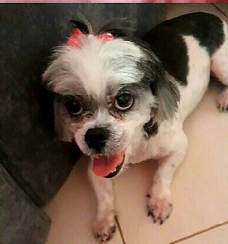 Cadela foge e pode morrer se não for encontrada para tomar medicação