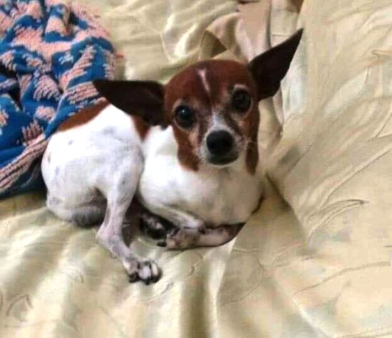 Recompensa para quem encontrar Nenelo
