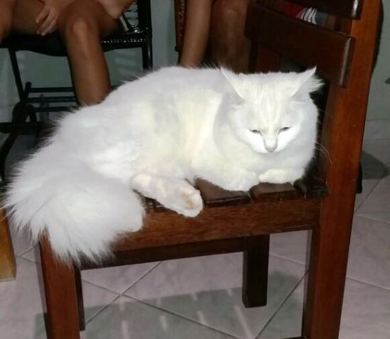 Internauta apela: Quem estiver com Luna, devolva, por misericórdia