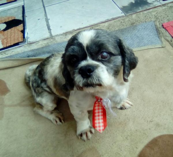 De quem é esse cachorrinho?