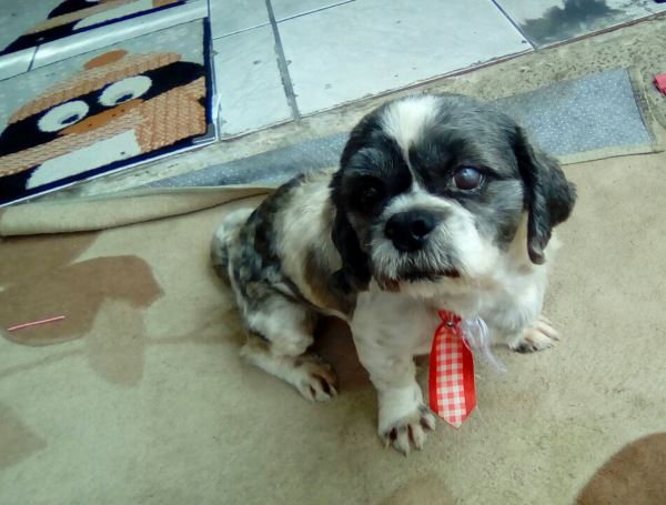 Au, Au: Cachorrinho é encontrado após três meses de desaparecido