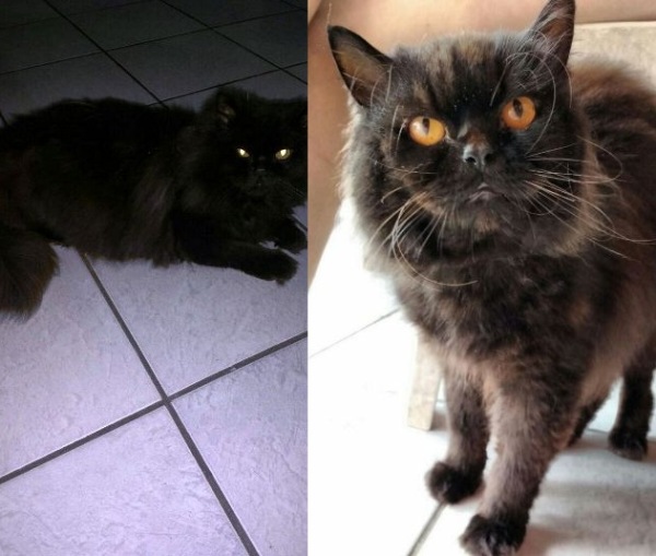 Recompensa para quem encontrar Nino. Ajudem-nos, pede leitora