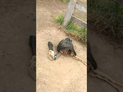 Larápios matam, abatem e deixam apenas restos de vacas no interior de Linhares