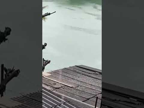 Jacarezão atravessa lagoa em Linhares