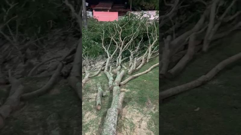 Moradora mostra troncos de árvores cortadas em praça de Linhares