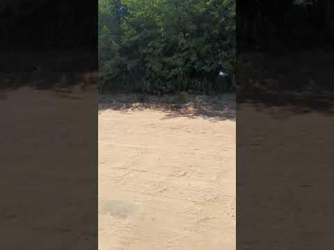 Motorista de aplicativo flagra descarte de dezenas de gatos na Estrada da PRL