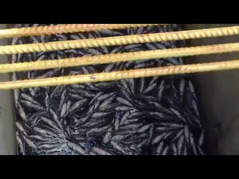 Peixes mortos na captação de água, no Rio Pequeno