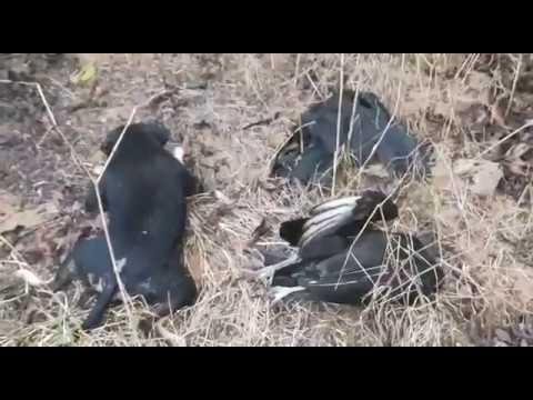 Urubus morrem ao comerem cachorro envenenado em Linhares