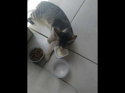 Envenenado, gatinho é salvo por família após aparecer 