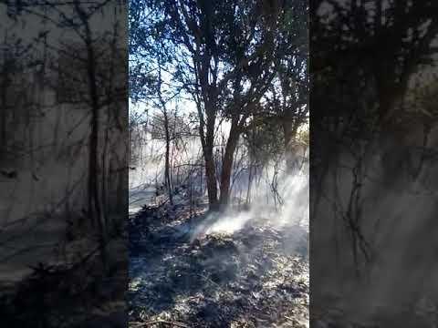 Fogo destrói vegetação e assusta no Pontal do Ipiranga