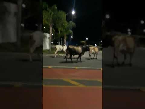 Boiada prestes a seguir para a BR-101 em “passeios Noturnos” em Linhares