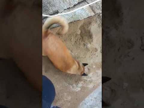 Cadela do BME encontra maconha no Puteirão