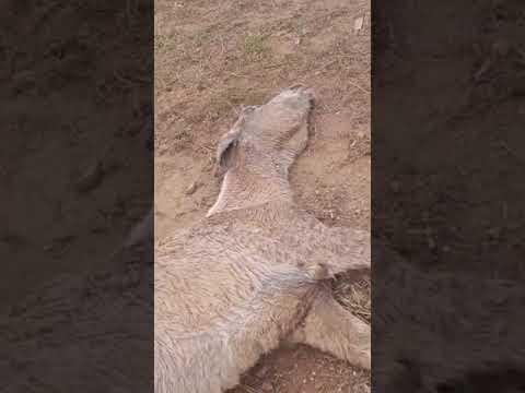 Égua doente agoniza em área aberta em Bebedouro, Linhares
