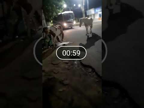 Cavalos quase causam acidente no Aviso
