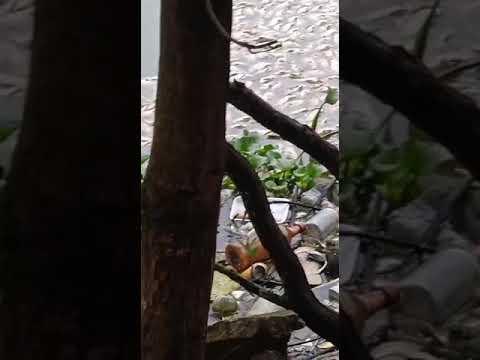 Peixes mortos chamam a atenção em Lagoa de Linhares