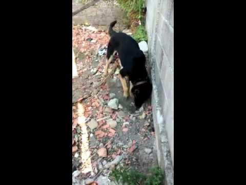 Cão farejador encontra droga e polícia aplaude no bairro Aviso