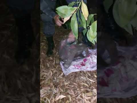 PM desenterra mochila com muito dinheiro e muita droga no Santa Cruz
