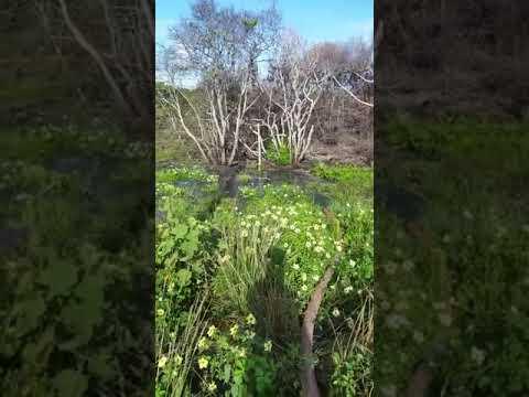 Esgoto in natura é despejado na restinga do Pontal do Ipiranga. Associação denuncia
