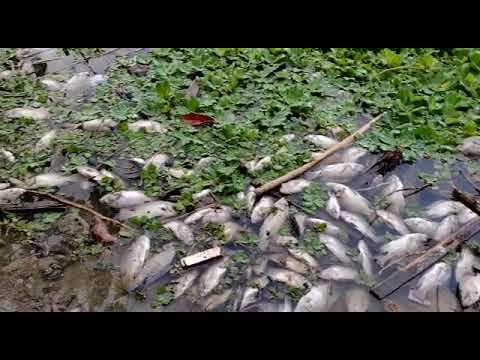 Cena de peixes mortos na Lagoa do Meio impressiona em Linhares, outra vez