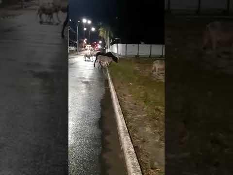 Risco de acidentes: Boiada atravessa via movimentada no Três Barras