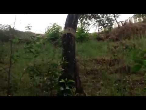 Desmatamento às margens de lagoa no Jardim Laguna em Linhares