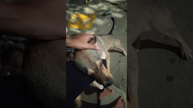 Belinha abraça perna de dona no Araçá: Ela não está abandonada