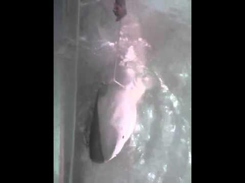Tubarão foi pescado na região de Barra Seca