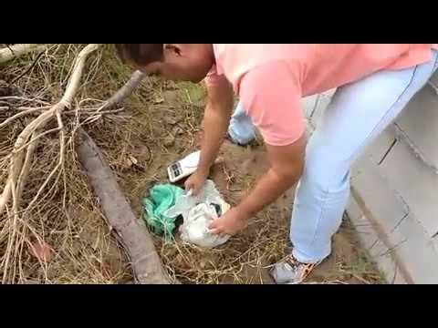 PC encontra quase meio kg de maconha enterrada no Pontal do Ipiranga