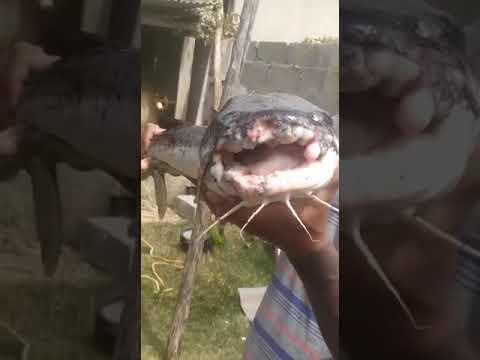Peixe pescado em Regência apresenta caroços após lama contaminada por minério