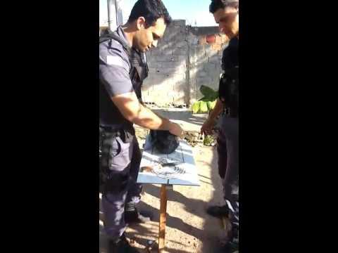 Maconha apreendida no Puteirão bairro Aviso Linhares