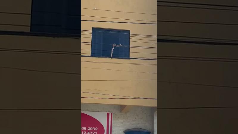 Como essa cobra subiu aí? Vídeo incrível enviado por leitor mostra ela toda prosa, passeando no fio da rede elétrica
